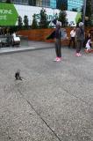 Les Pigeons 24 * 5184 x 3456 * (11.83MB)